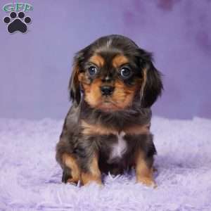 Barney, Cavalier King Charles Spaniel Puppy